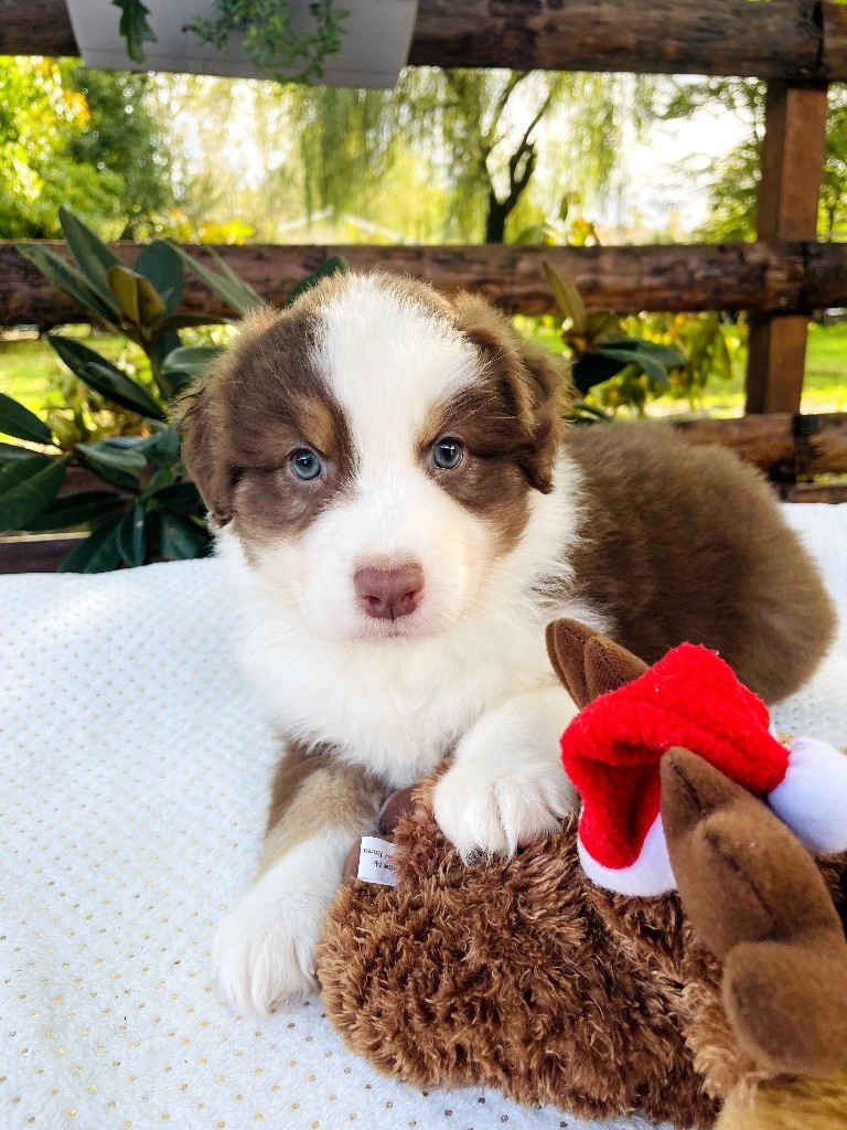 Des Terres Du Médoc - Chiot disponible  - Berger Australien