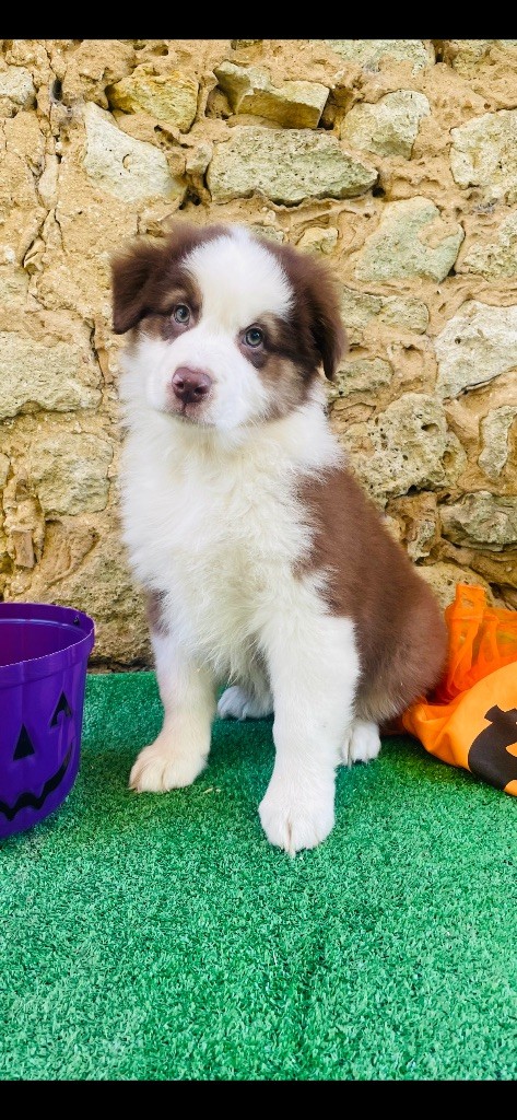 Des Terres Du Médoc - Chiot disponible  - Berger Australien