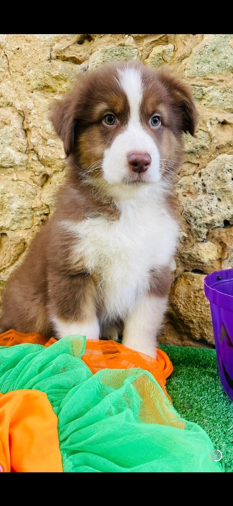 Des Terres Du Médoc - Chiot disponible  - Berger Australien