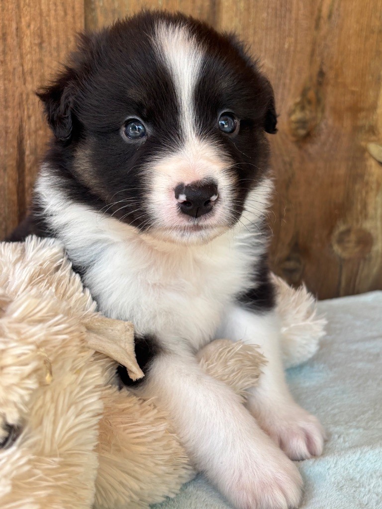 Des Terres Du Médoc - Chiots disponibles - Berger Australien