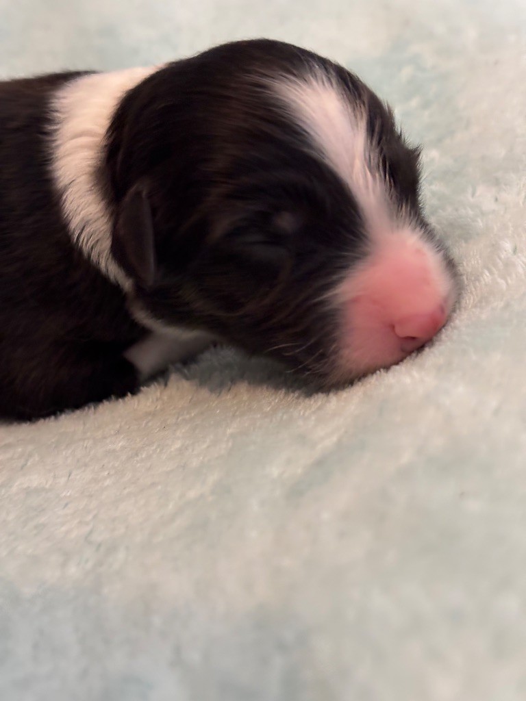 Des Terres Du Médoc - Chiots disponibles - Berger Australien