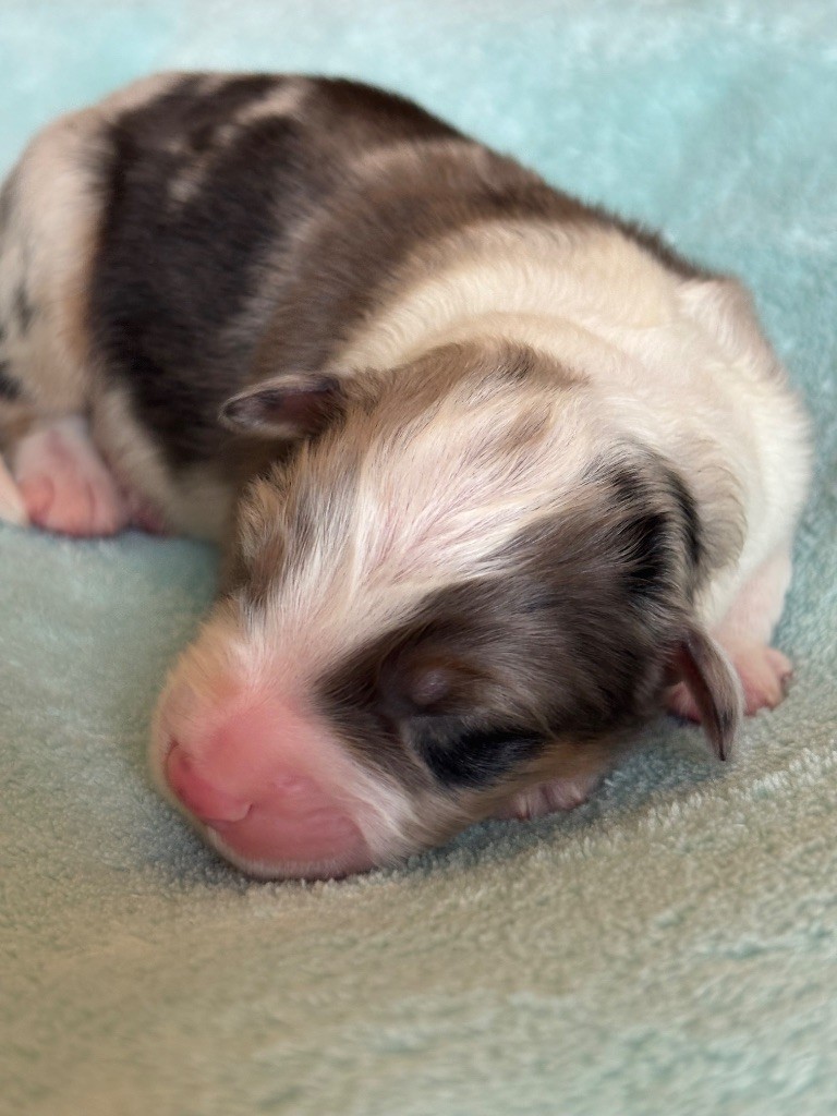 Des Terres Du Médoc - Chiots disponibles - Berger Australien