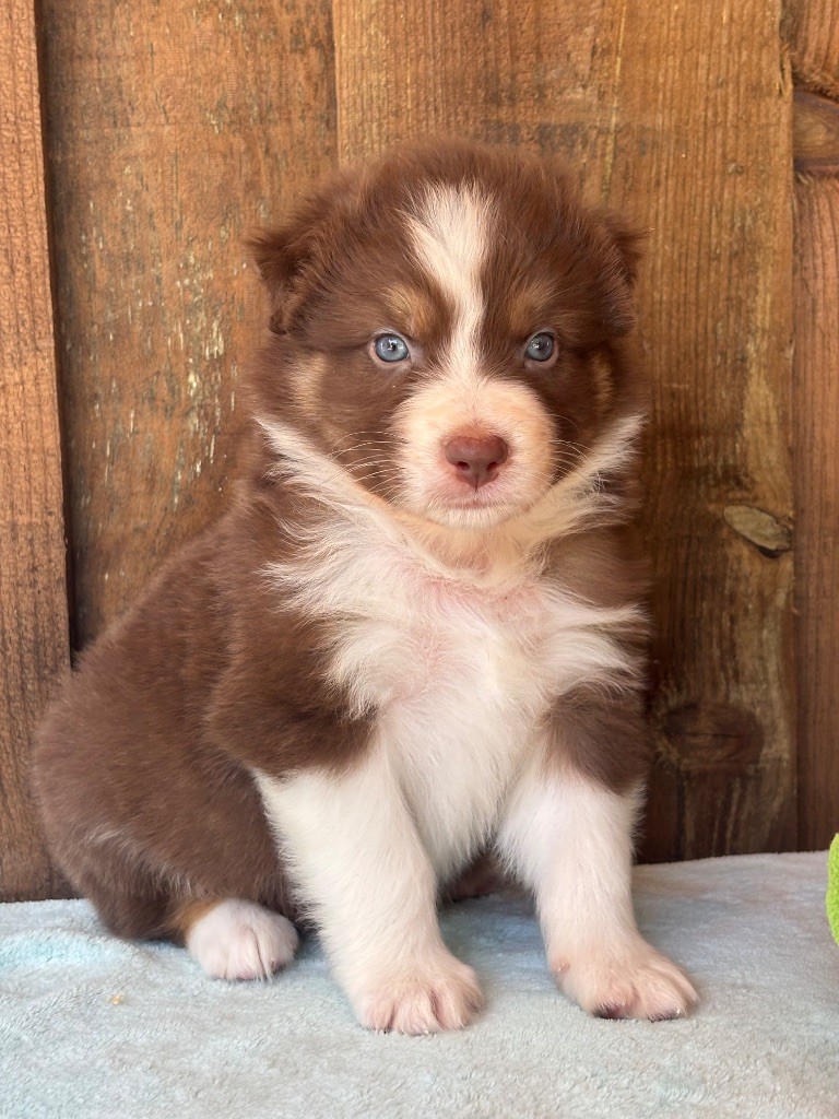 Des Terres Du Médoc - Chiots disponibles - Berger Australien