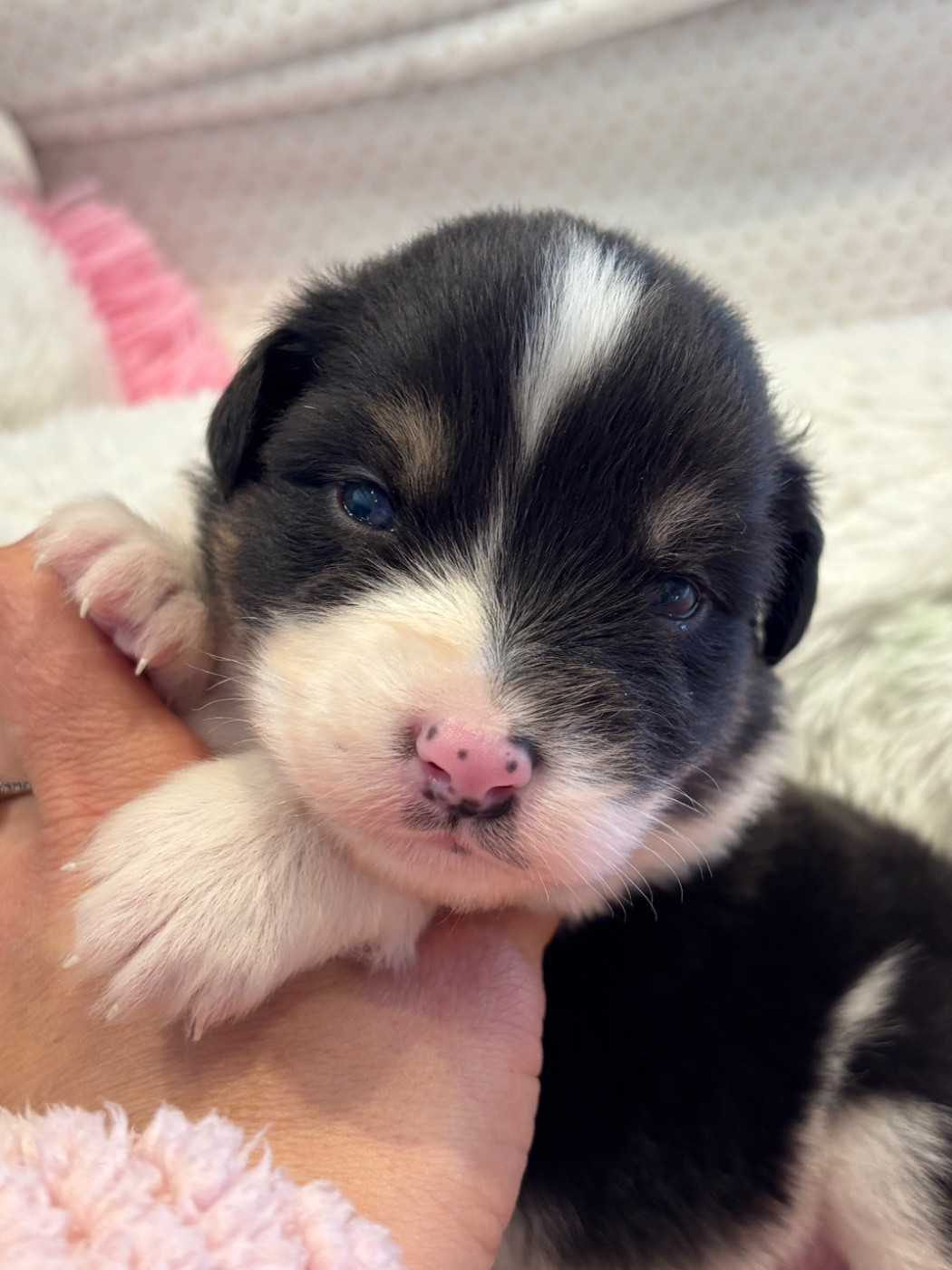 Des Terres Du Médoc - Chiots disponibles - Berger Australien