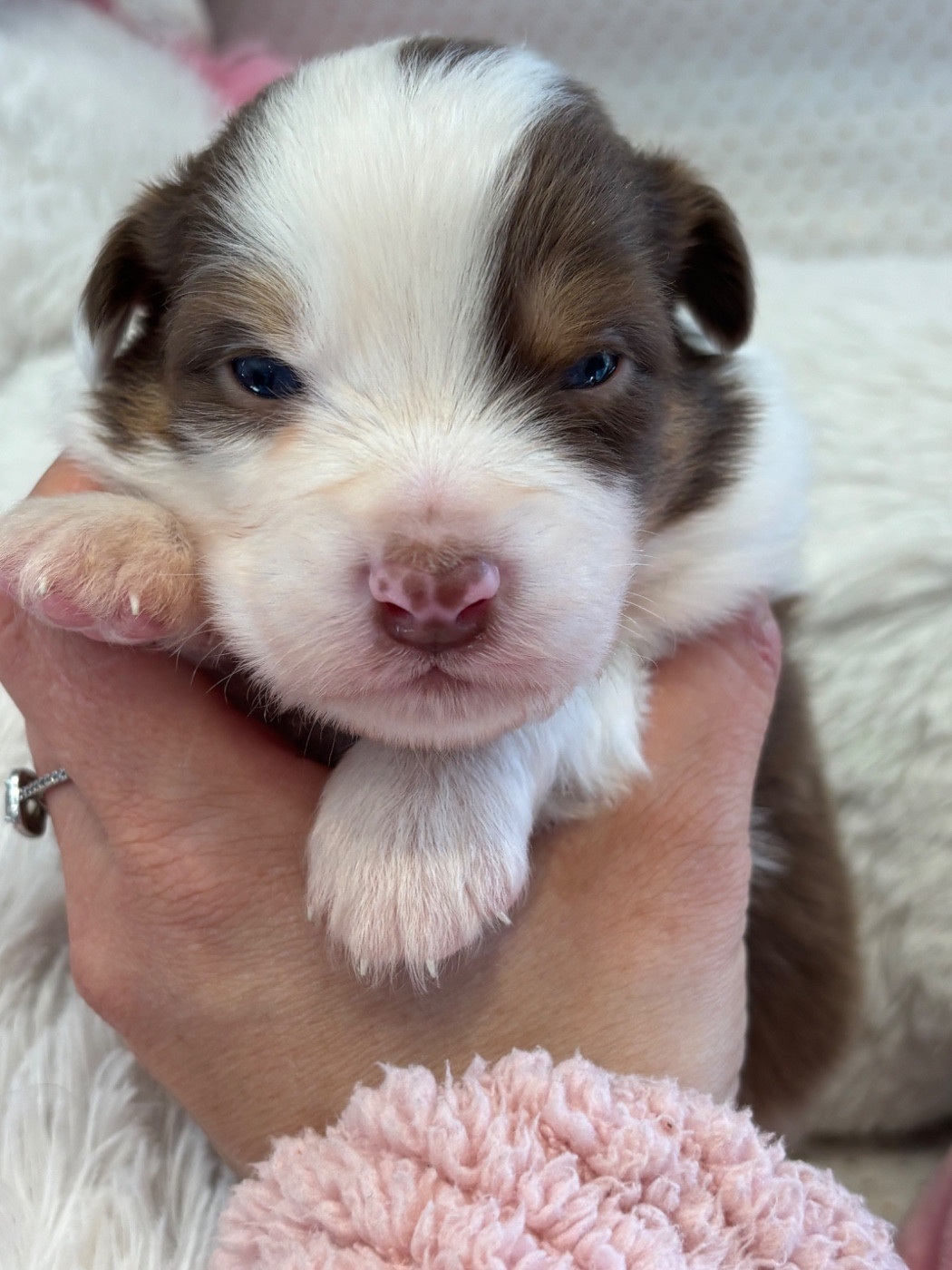 Des Terres Du Médoc - Chiots disponibles - Berger Australien