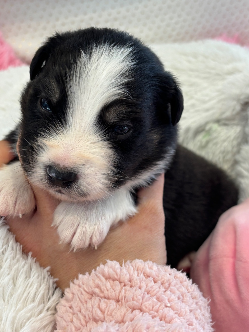 Des Terres Du Médoc - Chiots disponibles - Berger Australien