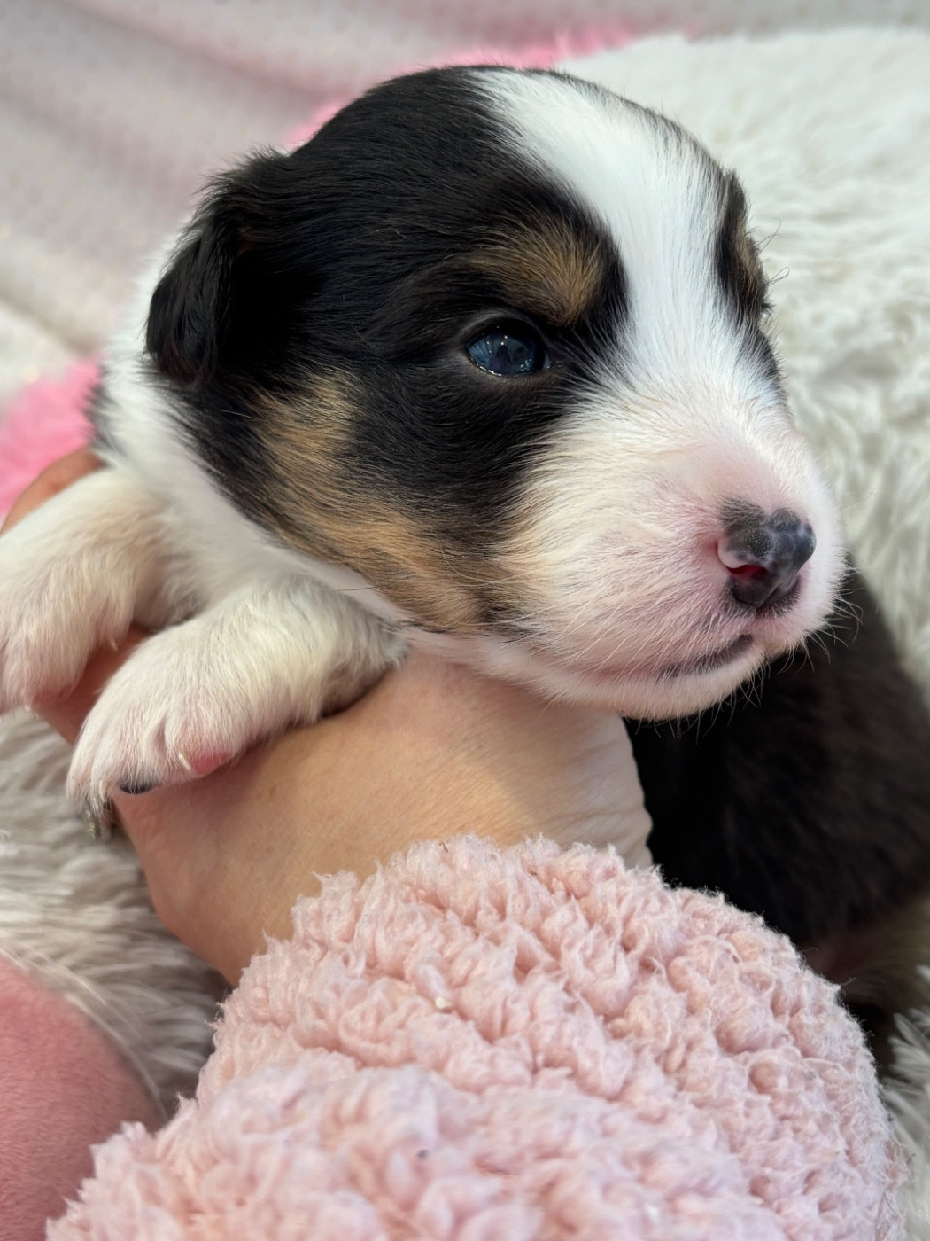 Des Terres Du Médoc - Chiots disponibles - Berger Australien