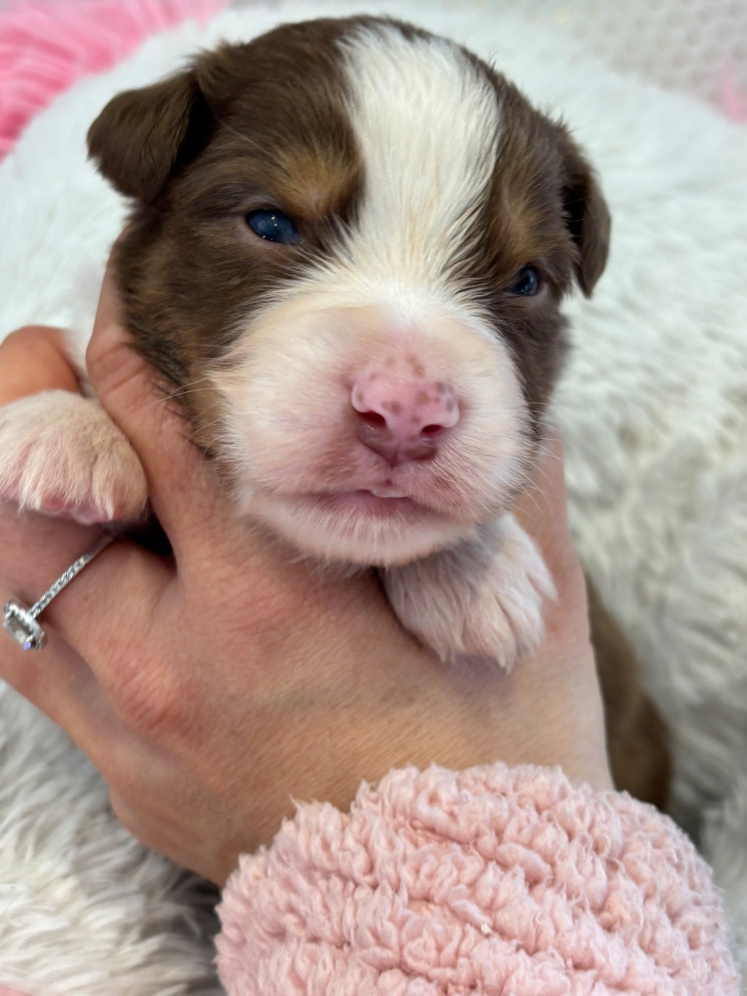 Des Terres Du Médoc - Chiots disponibles - Berger Australien