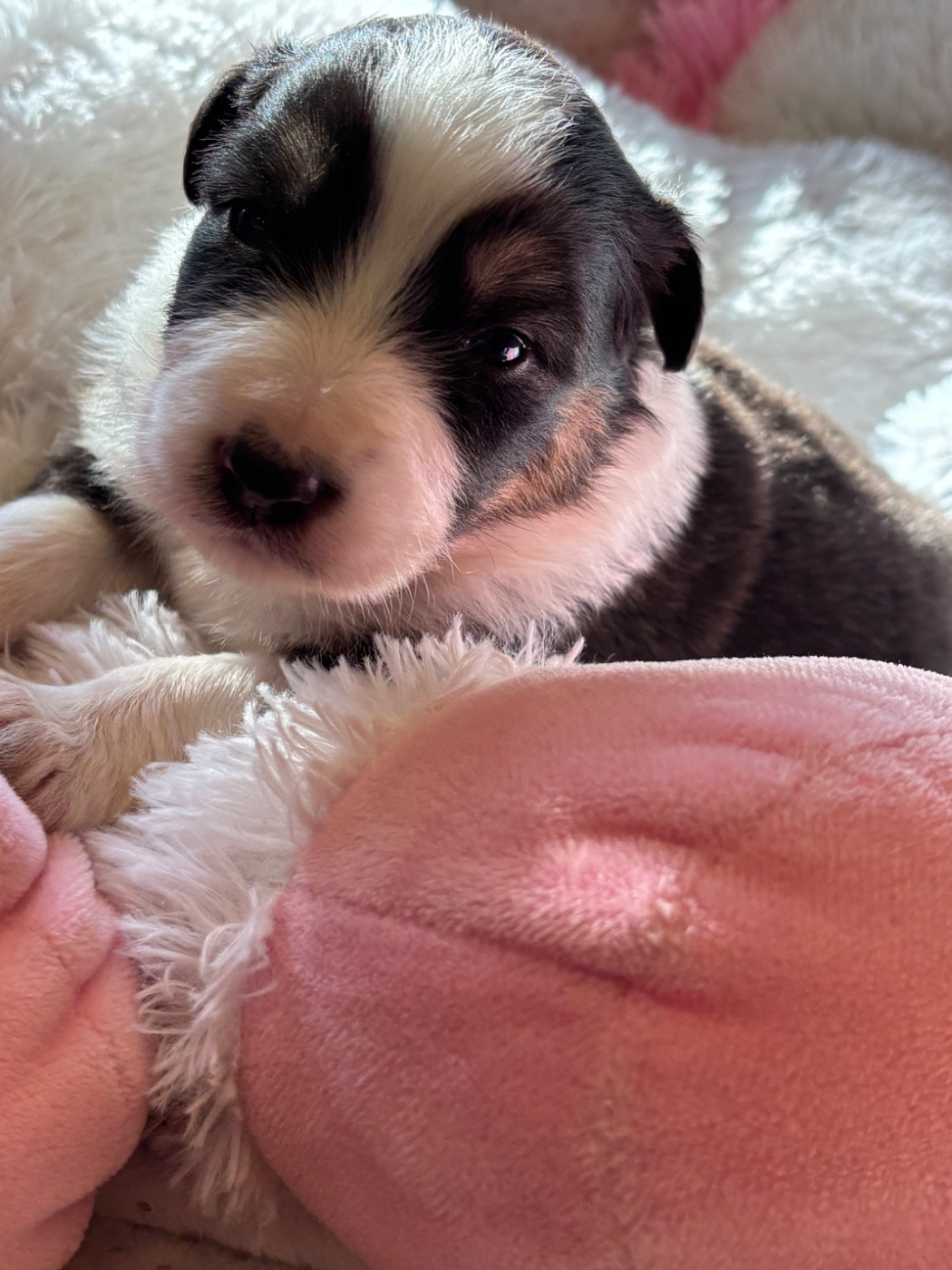 Des Terres Du Médoc - Chiots disponibles - Berger Australien