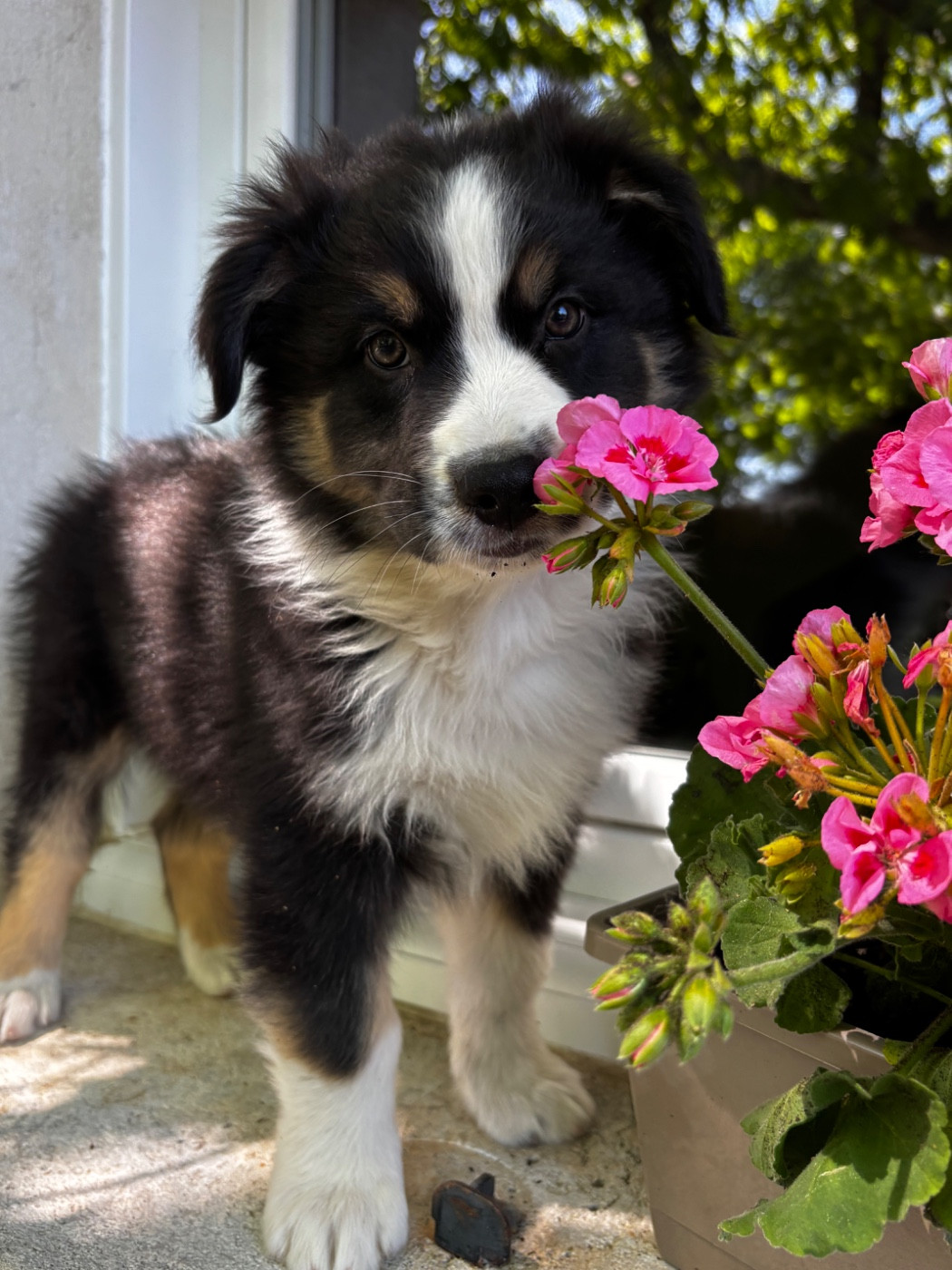 Des Terres Du Médoc - Chiots disponibles - Berger Australien