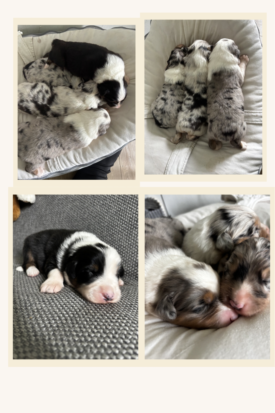 Chiot Berger Australien Des Terres Du Médoc