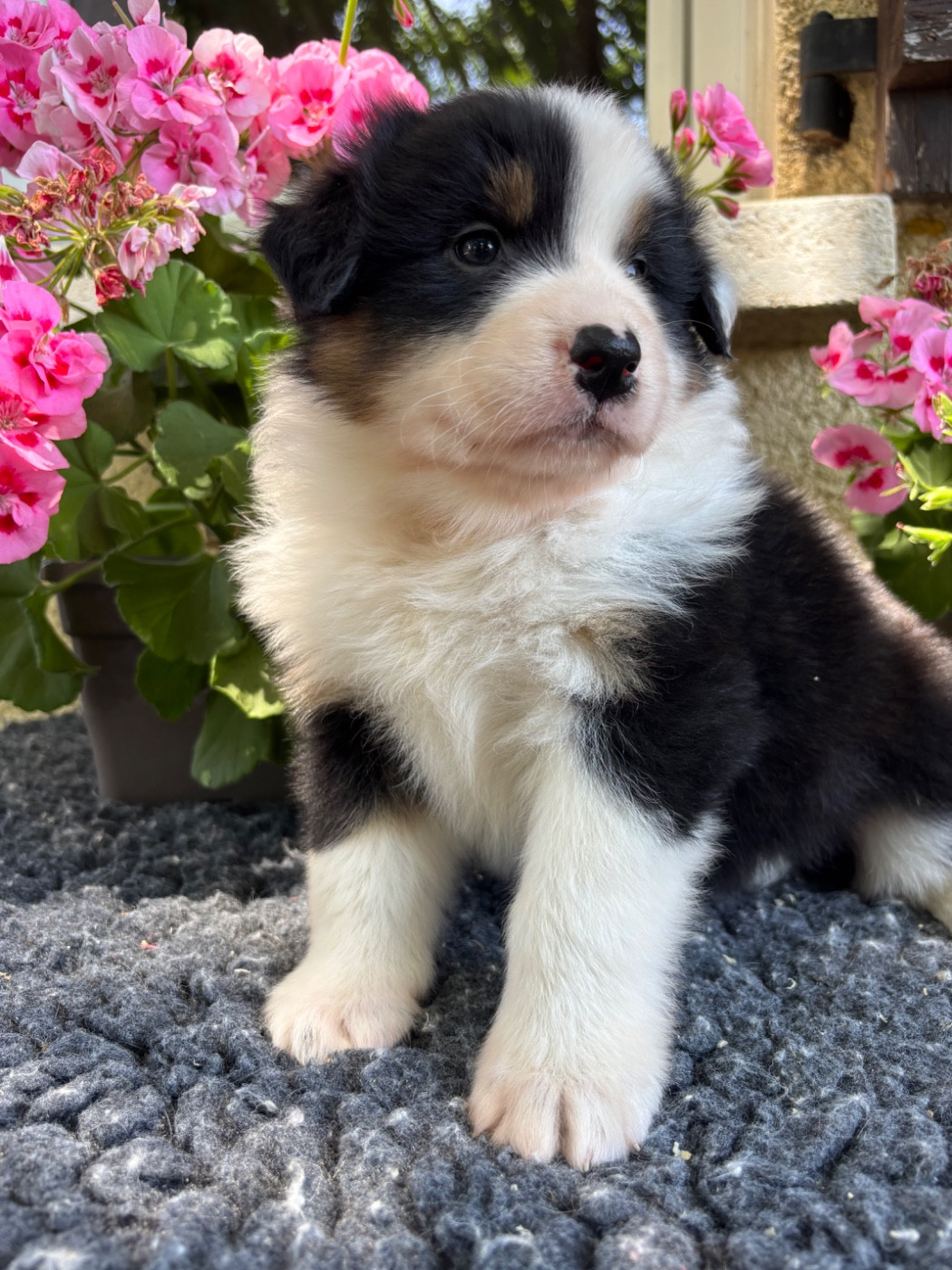 Des Terres Du Médoc - Chiots disponibles - Berger Australien