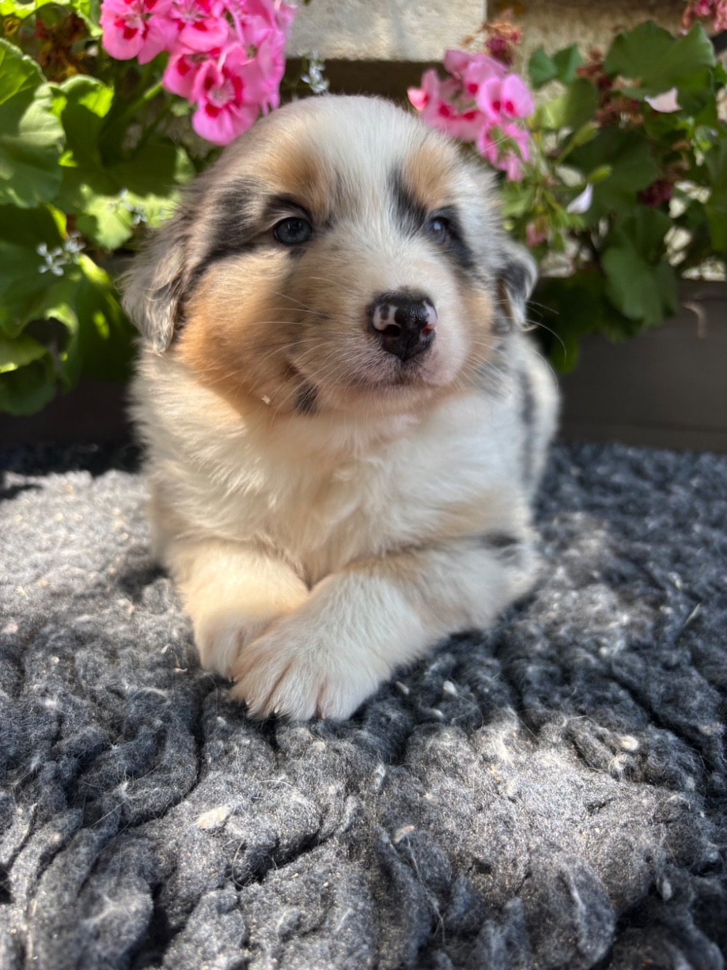 Des Terres Du Médoc - Chiots disponibles - Berger Australien