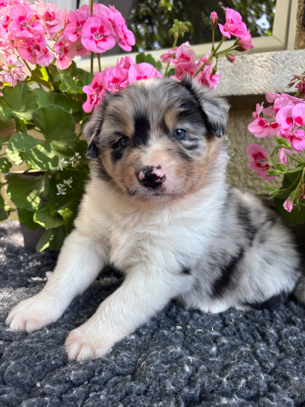 Des Terres Du Médoc - Chiots disponibles - Berger Australien