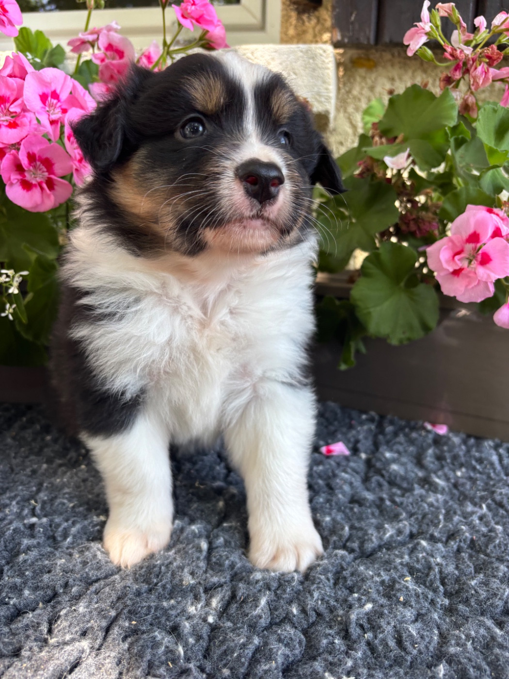 Des Terres Du Médoc - Chiots disponibles - Berger Australien
