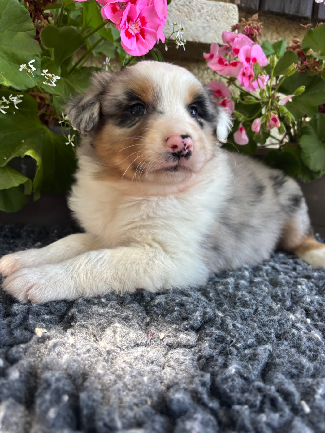 Des Terres Du Médoc - Chiots disponibles - Berger Australien