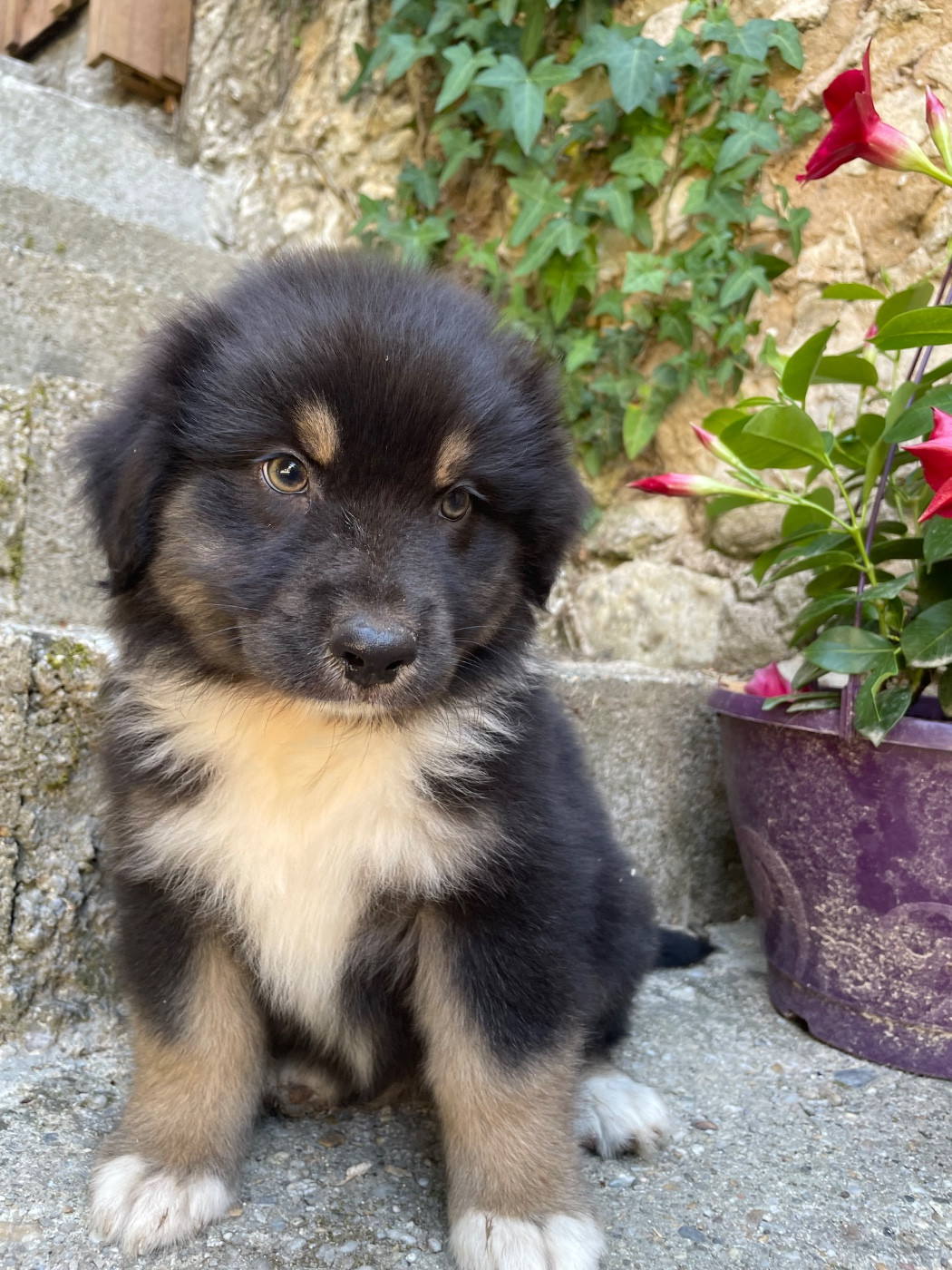 Des Terres Du Médoc - Chiots disponibles - Berger Australien