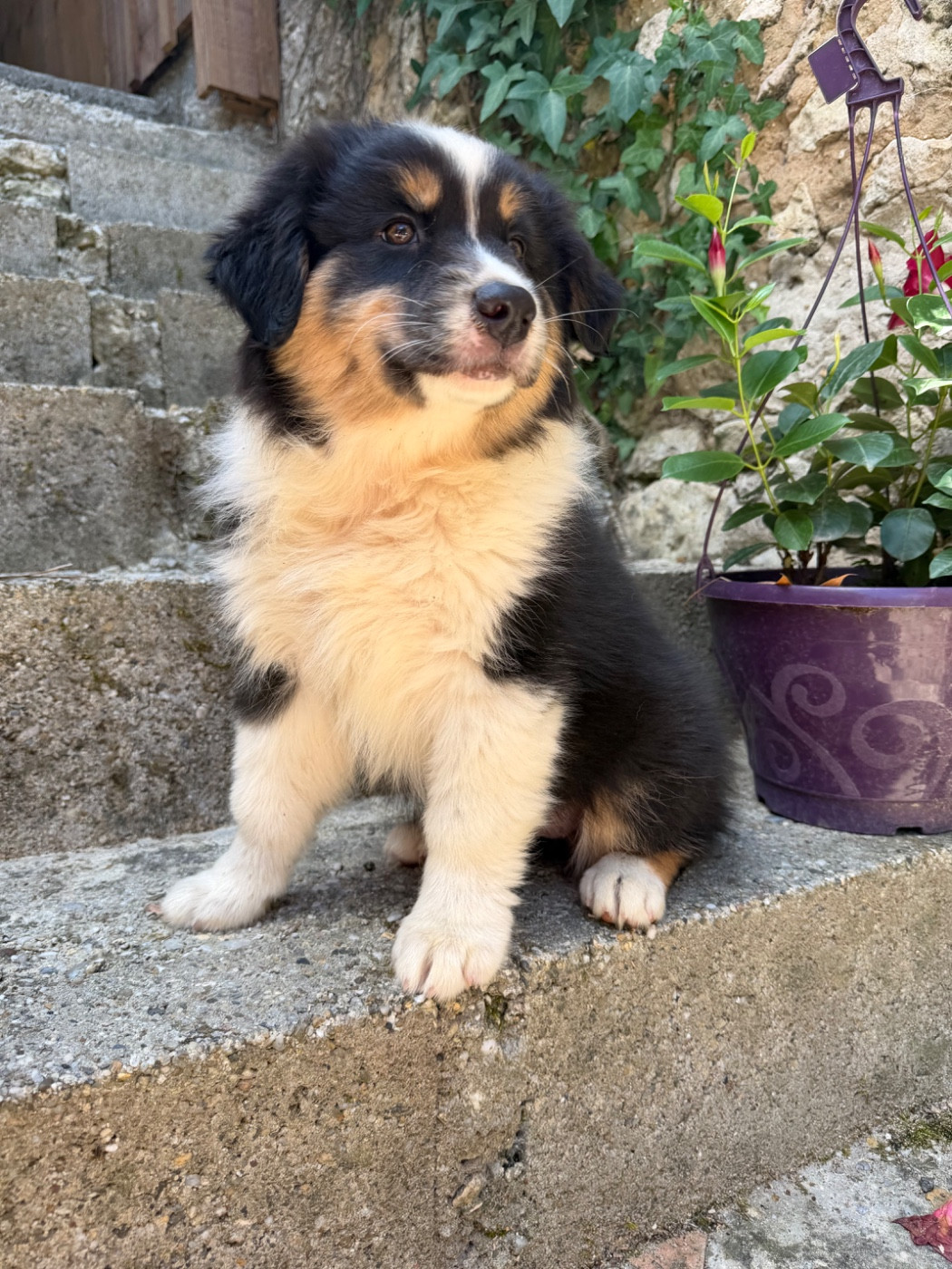 Des Terres Du Médoc - Chiots disponibles - Berger Australien