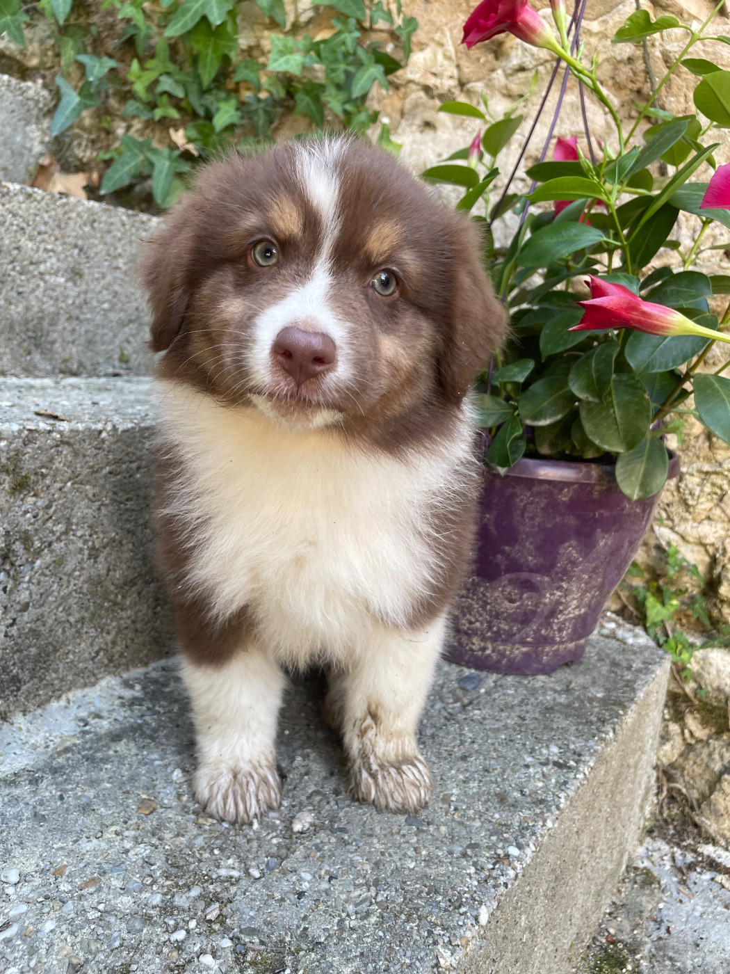 Des Terres Du Médoc - Chiots disponibles - Berger Australien