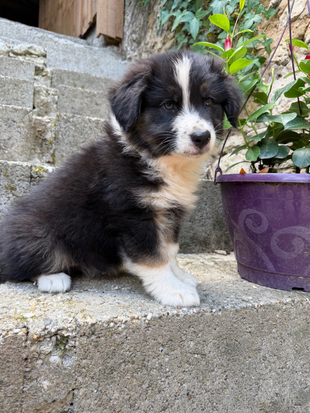 Des Terres Du Médoc - Chiots disponibles - Berger Australien