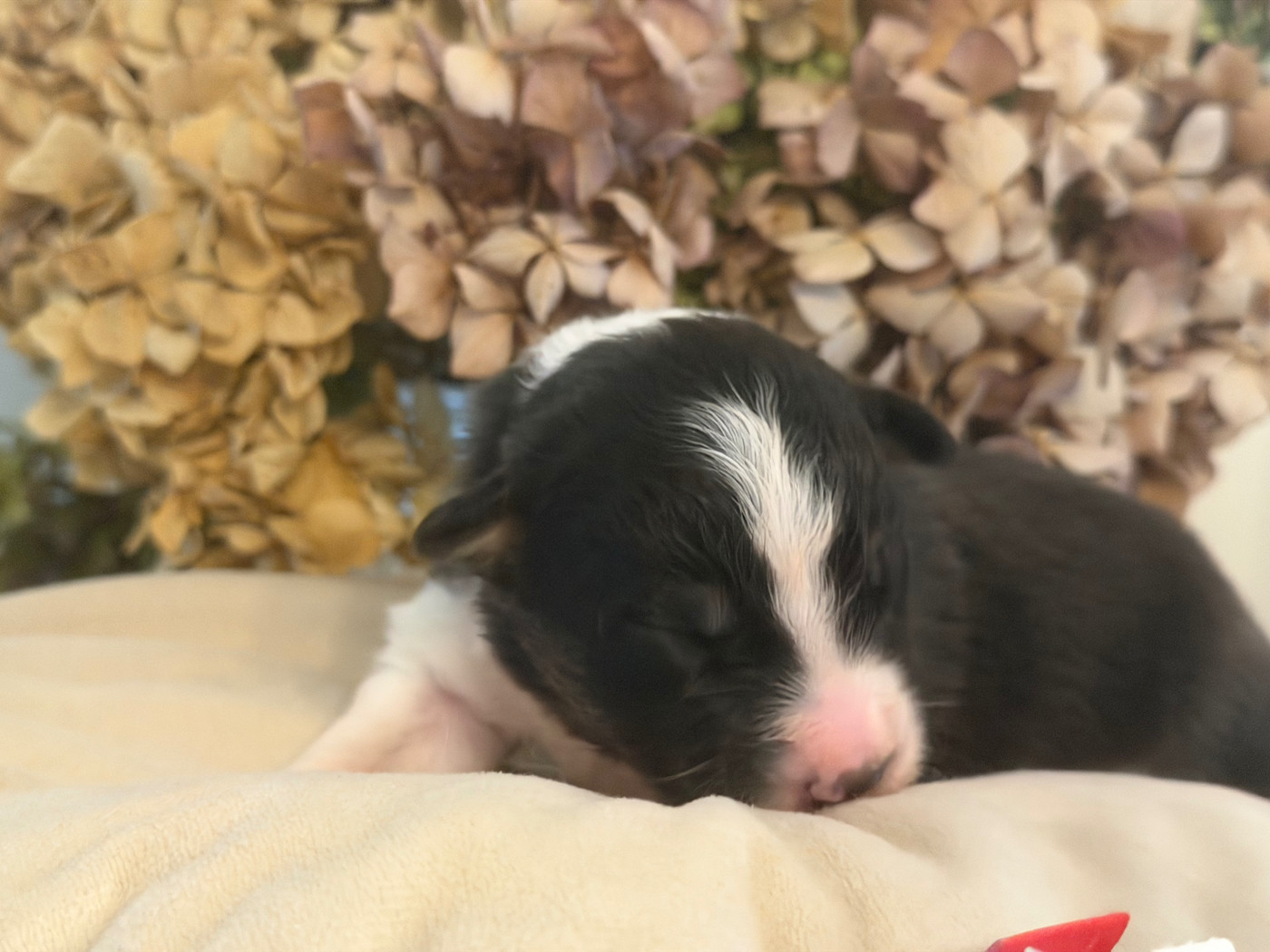 Des Terres Du Médoc - Chiots disponibles - Berger Australien