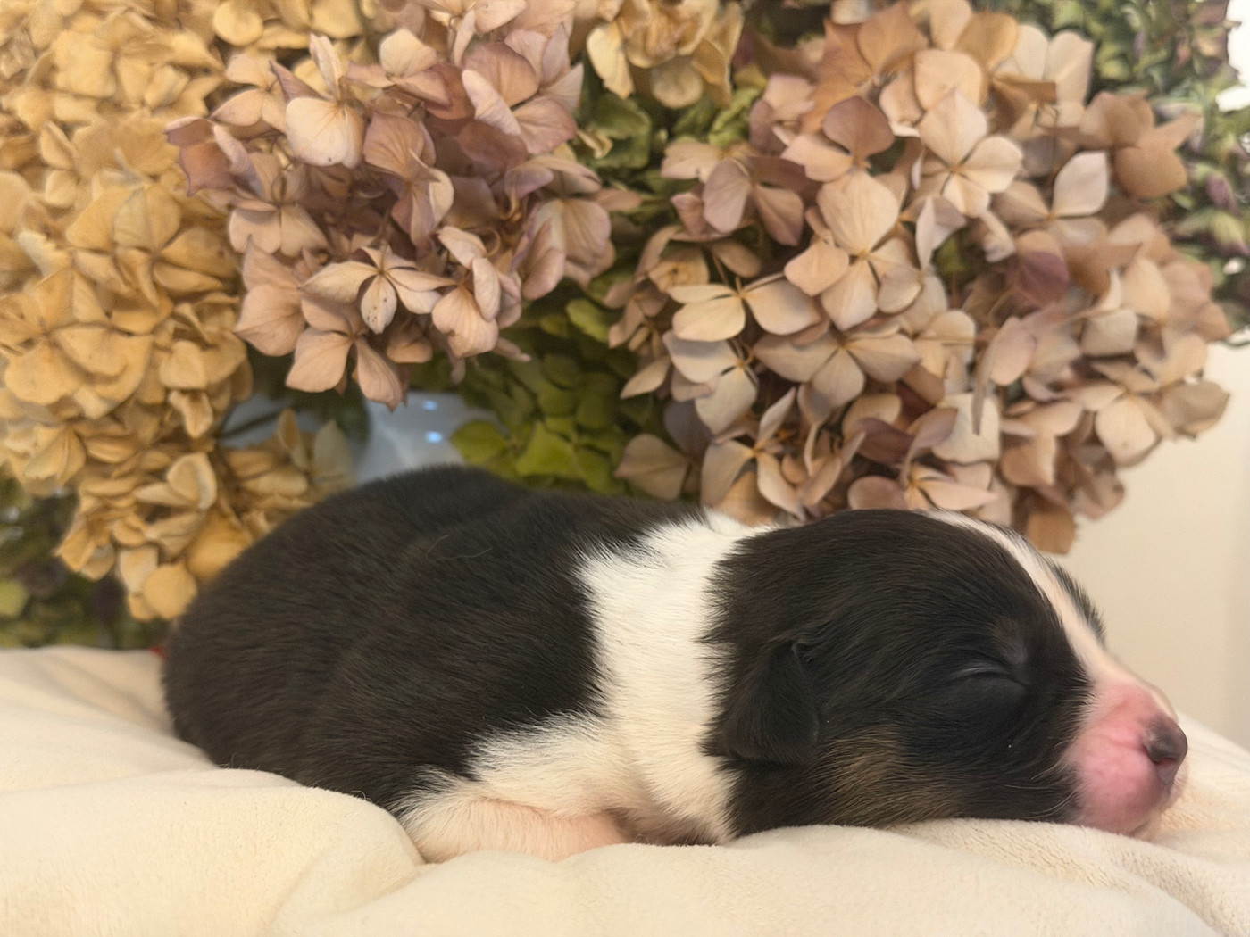 Des Terres Du Médoc - Chiots disponibles - Berger Australien