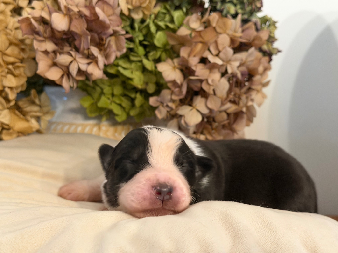 Des Terres Du Médoc - Chiots disponibles - Berger Australien