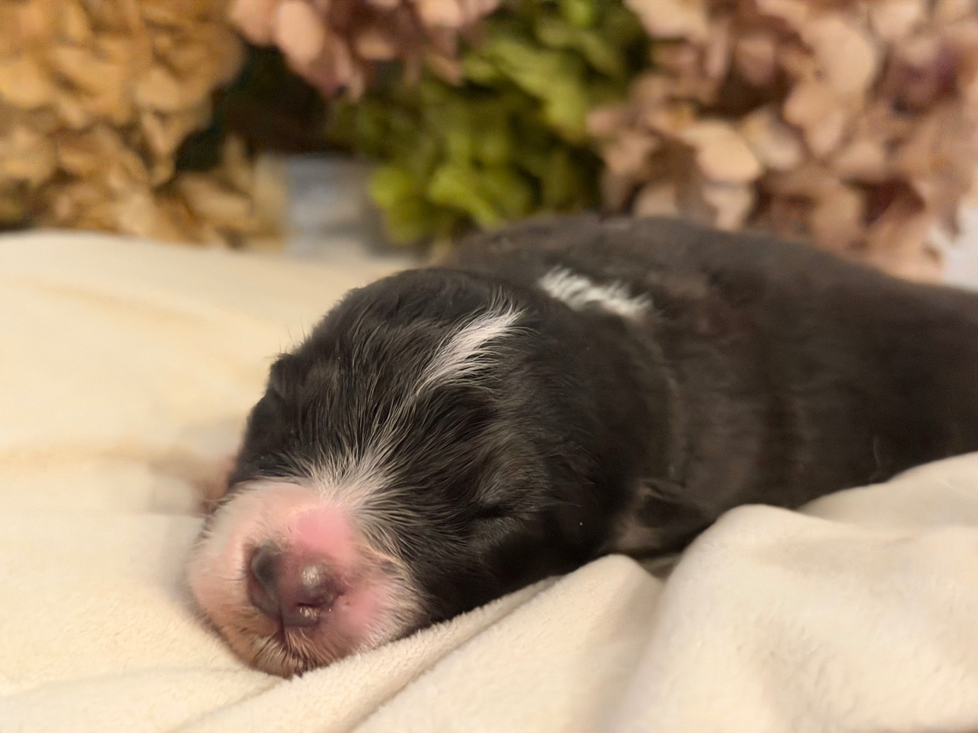 Des Terres Du Médoc - Chiots disponibles - Berger Australien