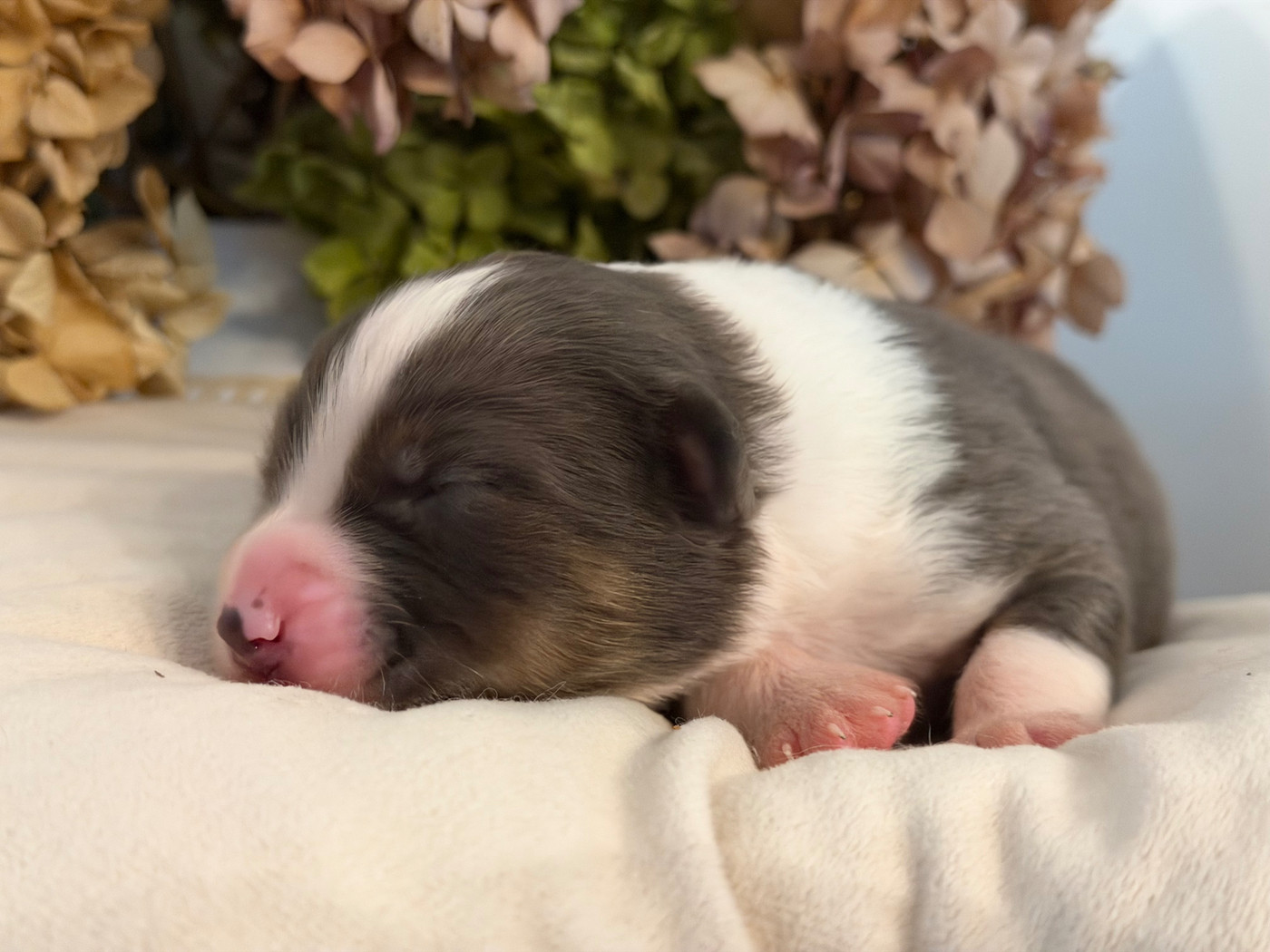 Des Terres Du Médoc - Chiots disponibles - Berger Australien