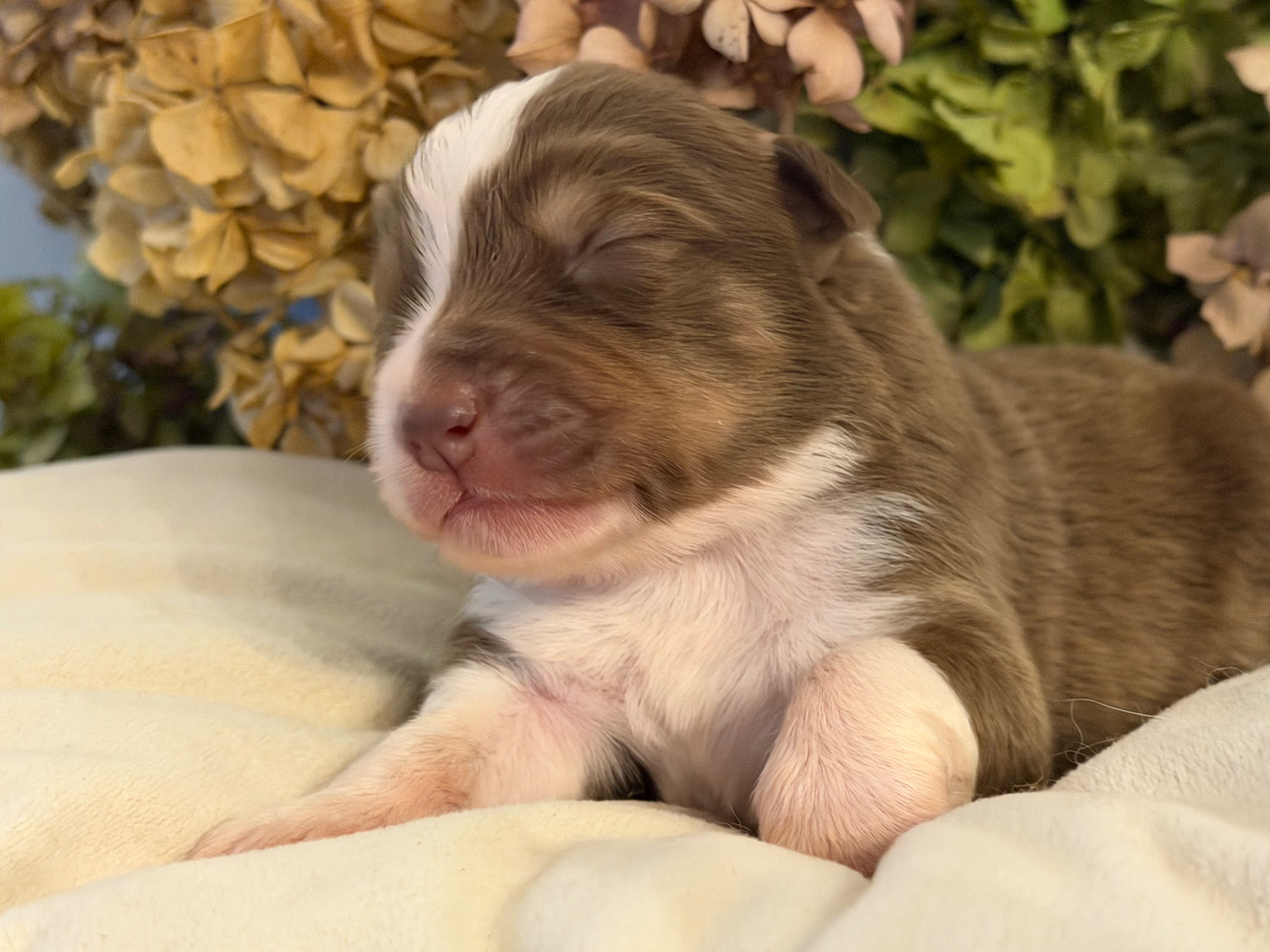 Des Terres Du Médoc - Chiots disponibles - Berger Australien