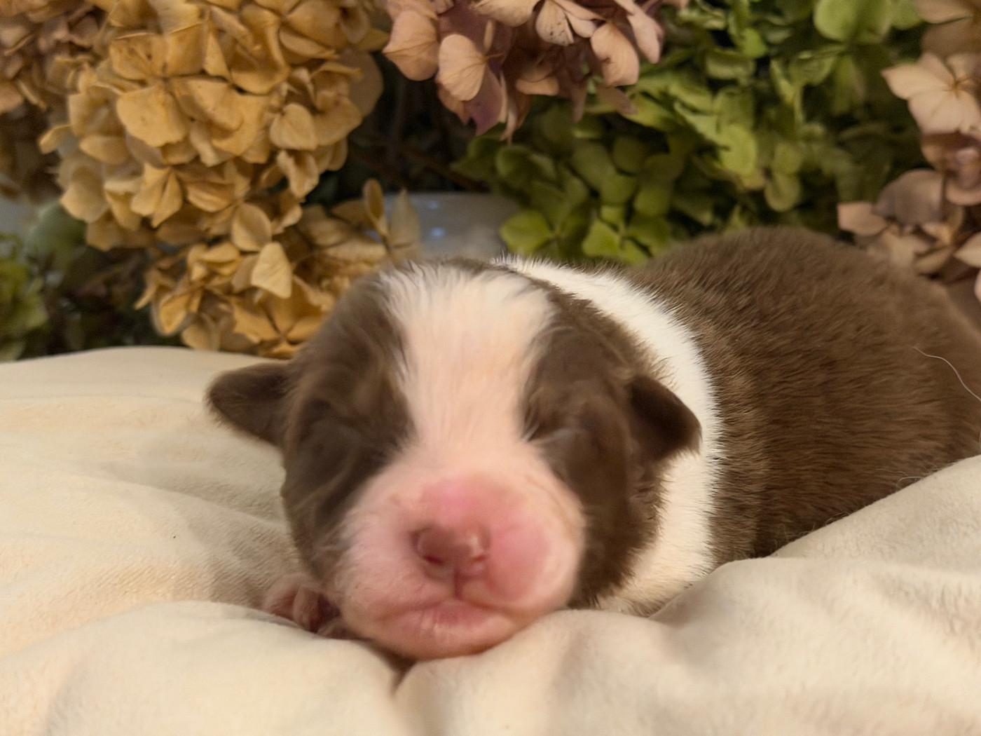 Des Terres Du Médoc - Chiots disponibles - Berger Australien