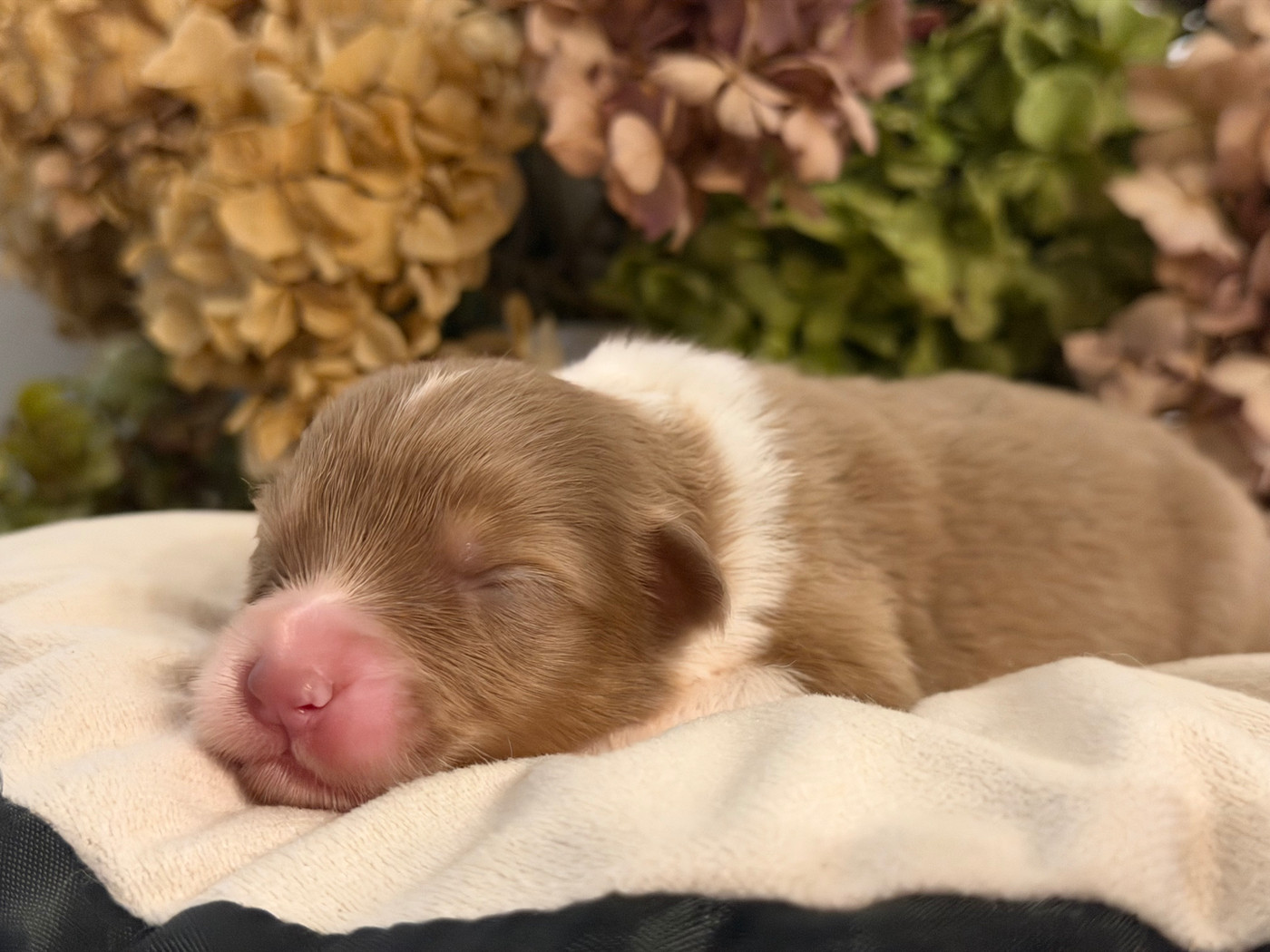 Des Terres Du Médoc - Chiots disponibles - Berger Australien