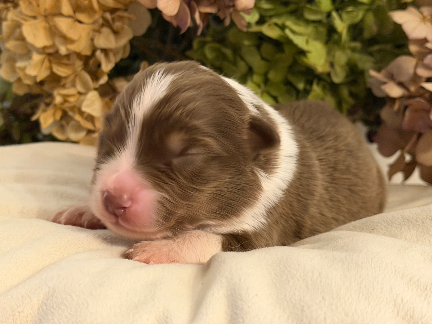 Des Terres Du Médoc - Chiots disponibles - Berger Australien