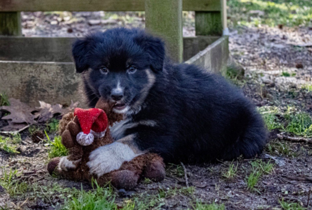 Des Terres Du Médoc - Chiots disponibles - Berger Australien