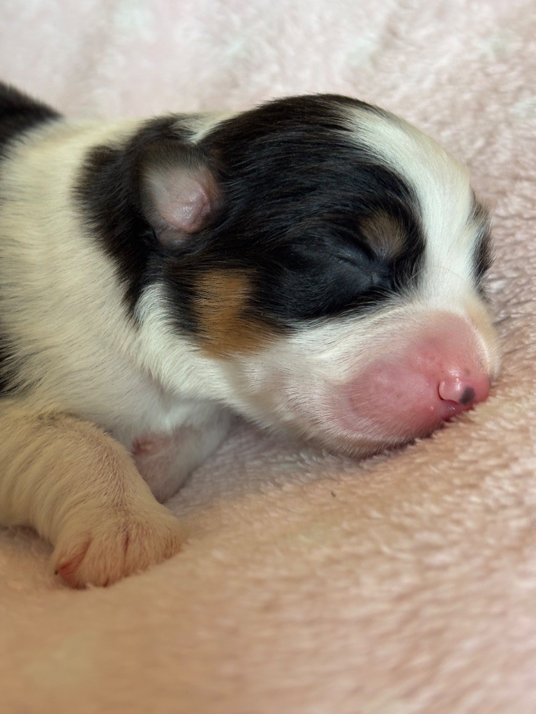 Des Terres Du Médoc - Chiots disponibles - Berger Australien