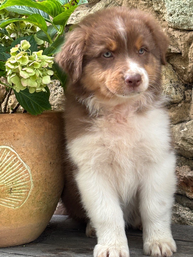 Des Terres Du Médoc - Chiots disponibles - Berger Australien