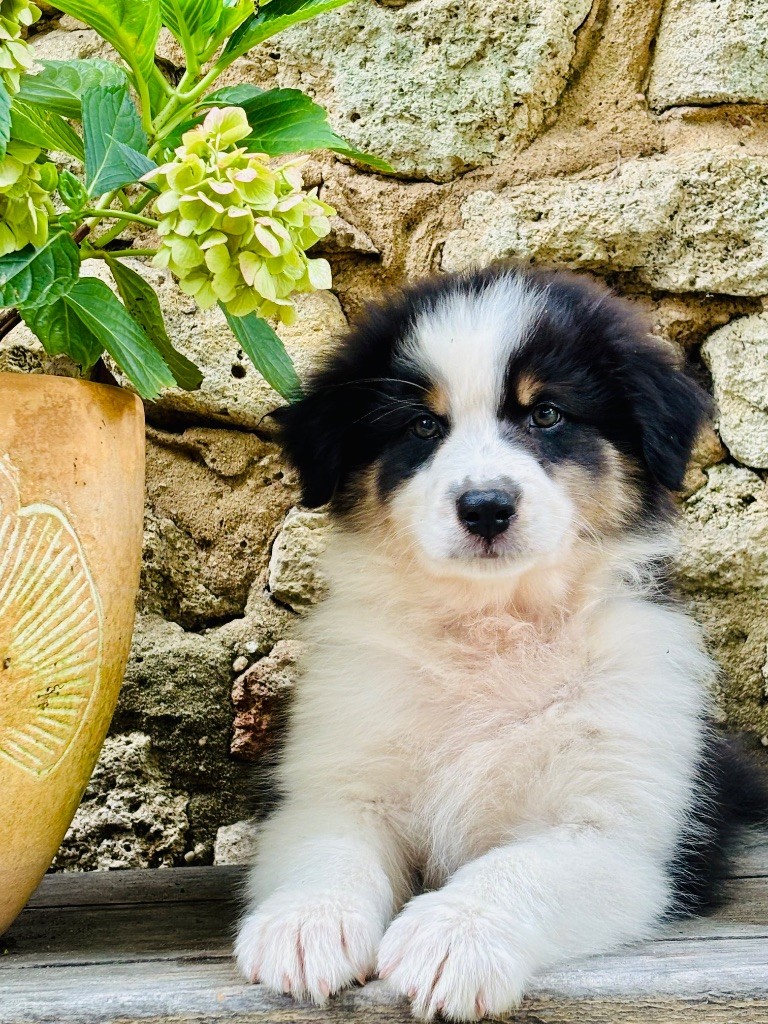 Des Terres Du Médoc - Chiots disponibles - Berger Australien