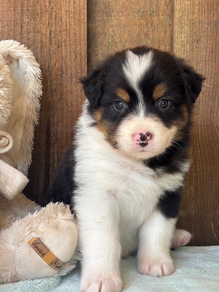 Des Terres Du Médoc - Chiots disponibles - Berger Australien