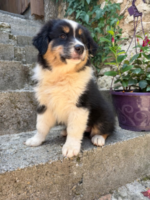 Chiot N°3