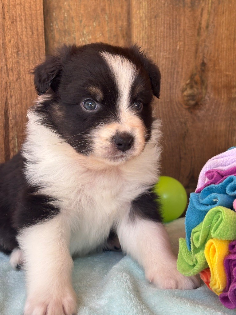 Des Terres Du Médoc - Chiots disponibles - Berger Australien
