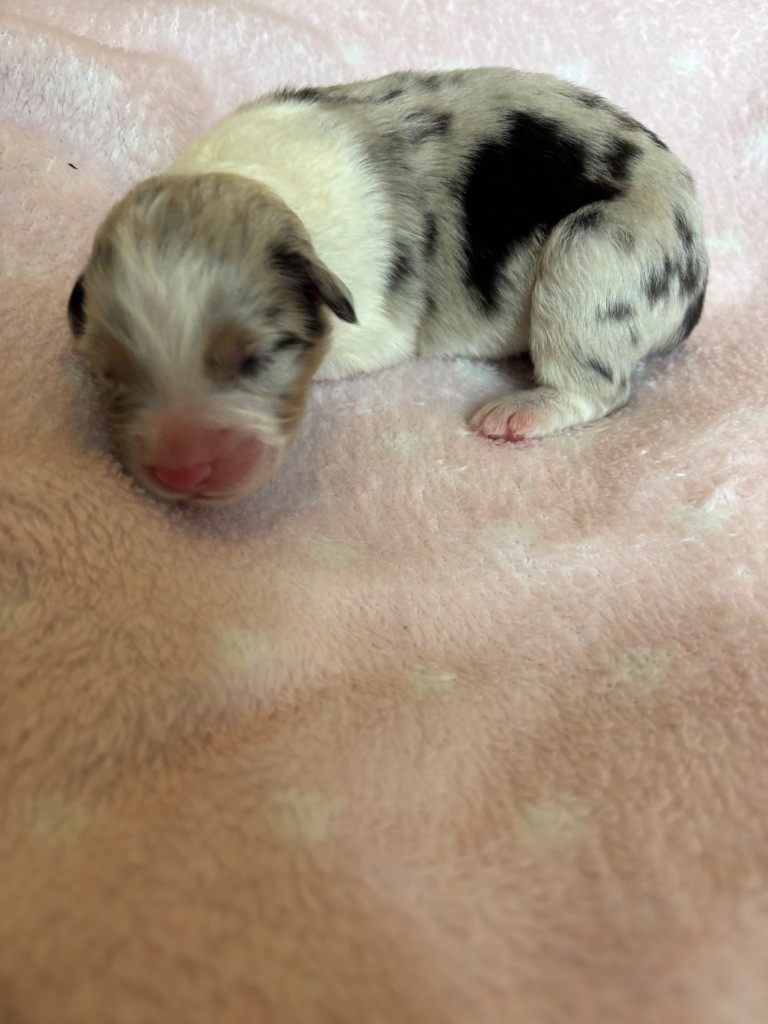 Des Terres Du Médoc - Chiots disponibles - Berger Australien