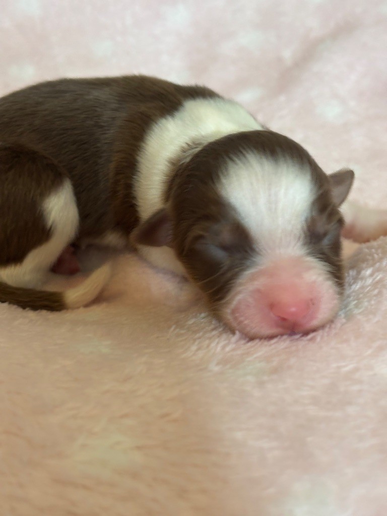 Des Terres Du Médoc - Chiots disponibles - Berger Australien