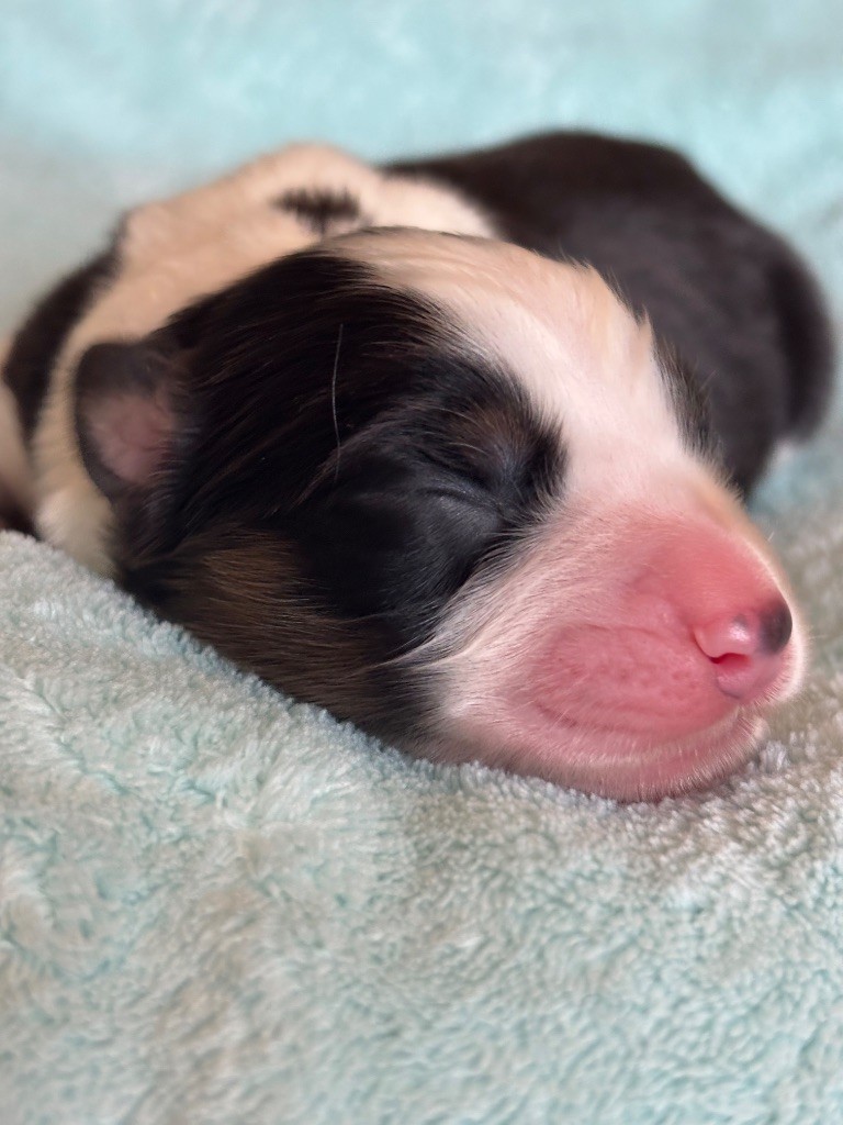 Des Terres Du Médoc - Chiots disponibles - Berger Australien