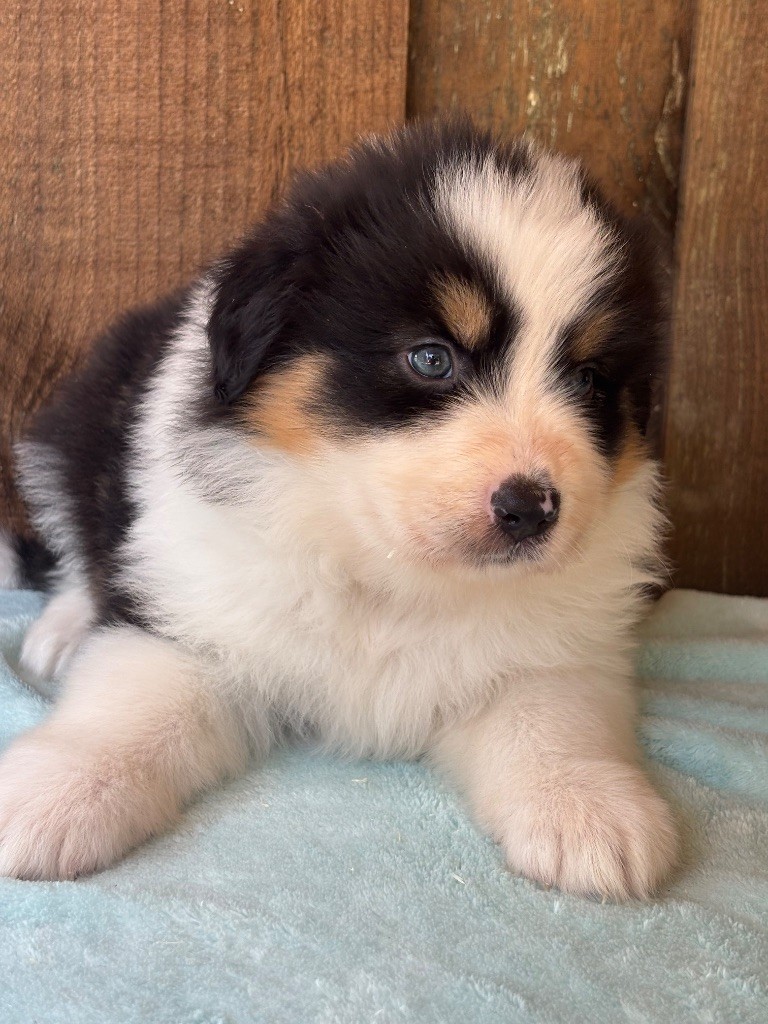Des Terres Du Médoc - Chiots disponibles - Berger Australien
