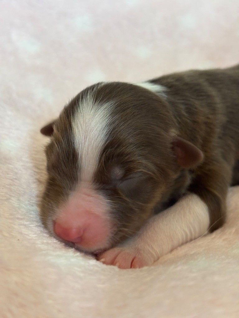 Des Terres Du Médoc - Chiots disponibles - Berger Australien